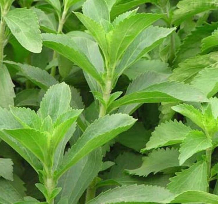 Şeker%20Otu%20-%20Stevia