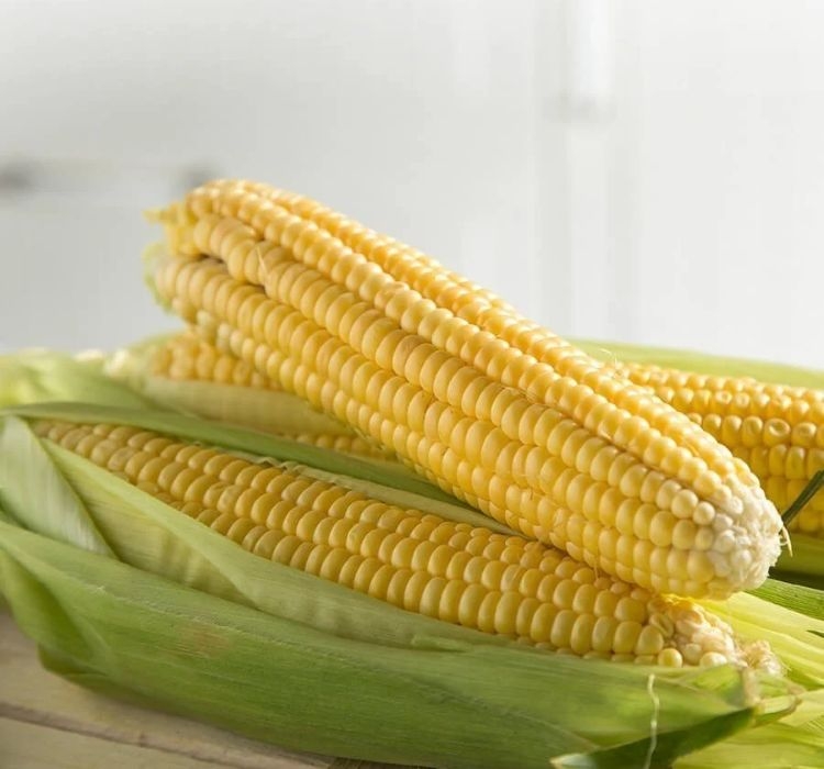 MISIR%20TATLI%20(%20ÇOKLU%20TOHUM%20)%20-%2010%20Gram