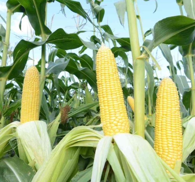 MISIR%20TATLI%20(%20ÇOKLU%20TOHUM%20)%20-%2010%20Gram