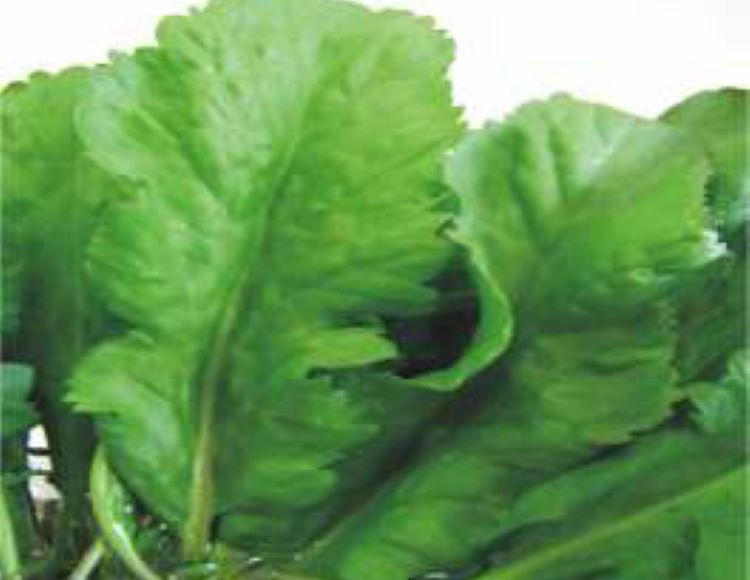 Tere%20Geniş%20Yaprak%20Tohumu%20-%20Aksel%2010%20gr