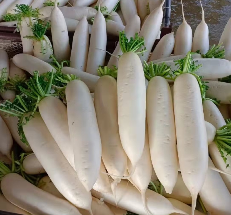 TURP%20ÇİN%20BEYAZ%20(%20ÇOKLU%20TOHUM%20)%20-%205%20Gram