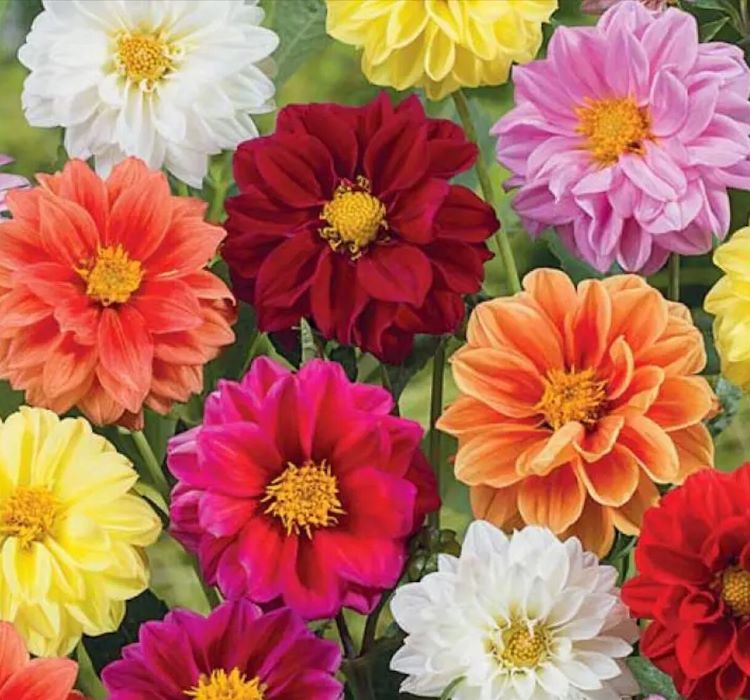 Yıldız%20%20Dahlia%20Çiçeği%20Tohumu%20(%20Bodur%20Mini%20Çiçekli%20)%20Karışık%20Renkli%20-%205%20tohum