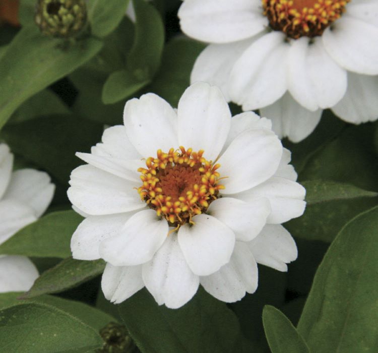 Zinnia%20Beyaz%20Renkli%20-%20Mini%20çok%20çiçekli%20(%208%20Tohum%20)