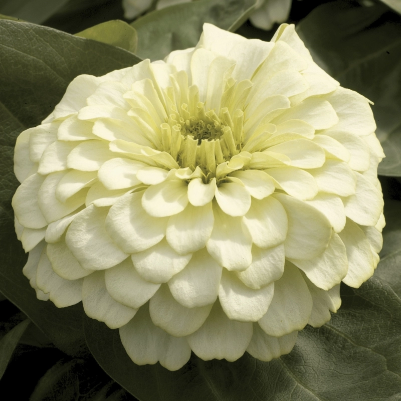 Zinnia%20Bodur%20Seri%20Beyaz%20Renk%20-%20Saksılık%205%20Tohum
