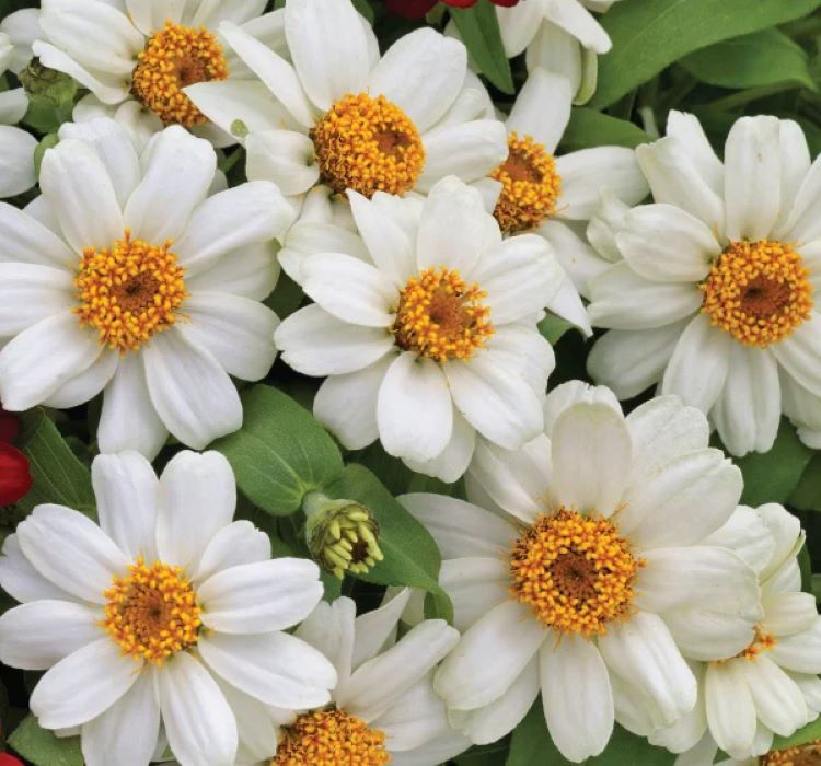 Zinnia%20Beyaz%20Renkli%20-%20Mini%20çok%20çiçekli%20(%208%20Tohum%20)