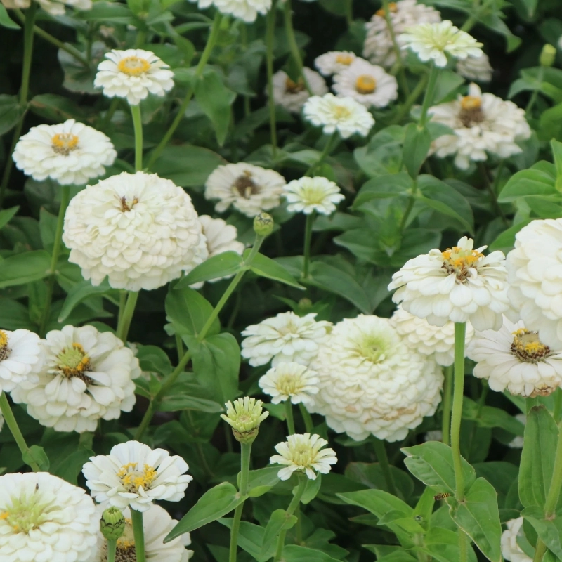 Zinnia%20Bodur%20Seri%20Beyaz%20Renk%20-%20Saksılık%205%20Tohum