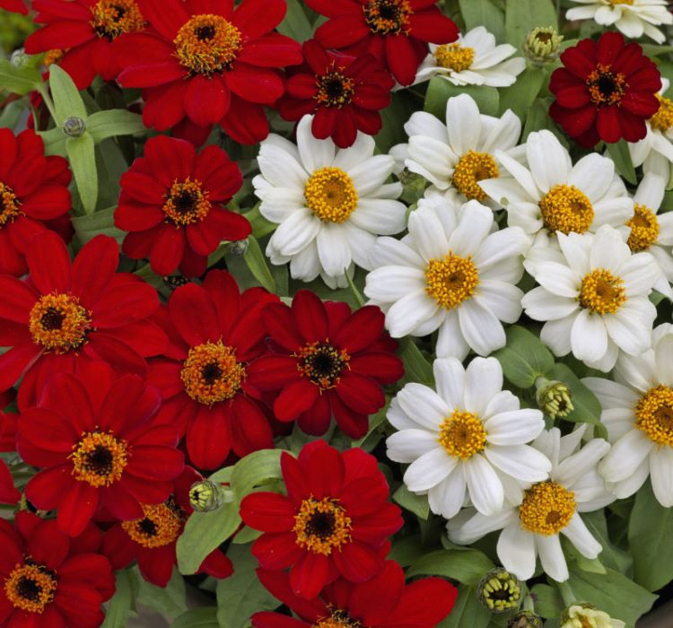 Zinnia%20Beyaz%20Renkli%20-%20Mini%20çok%20çiçekli%20(%208%20Tohum%20)