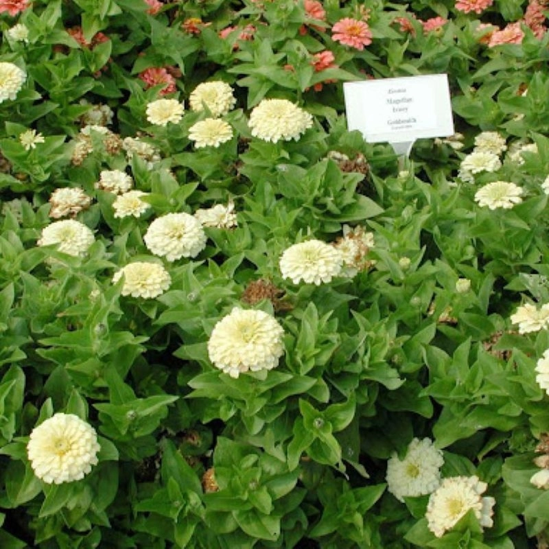 Zinnia%20Bodur%20Seri%20Beyaz%20Renk%20-%20Saksılık%205%20Tohum