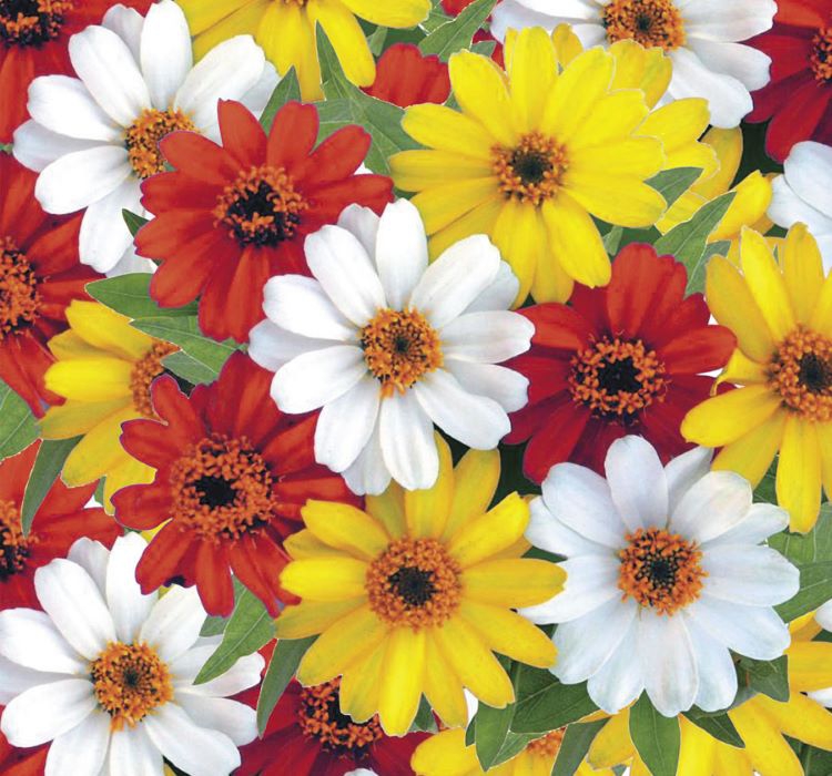 Zinnia%20Beyaz%20Renkli%20-%20Mini%20çok%20çiçekli%20(%205%20Tohum%20)