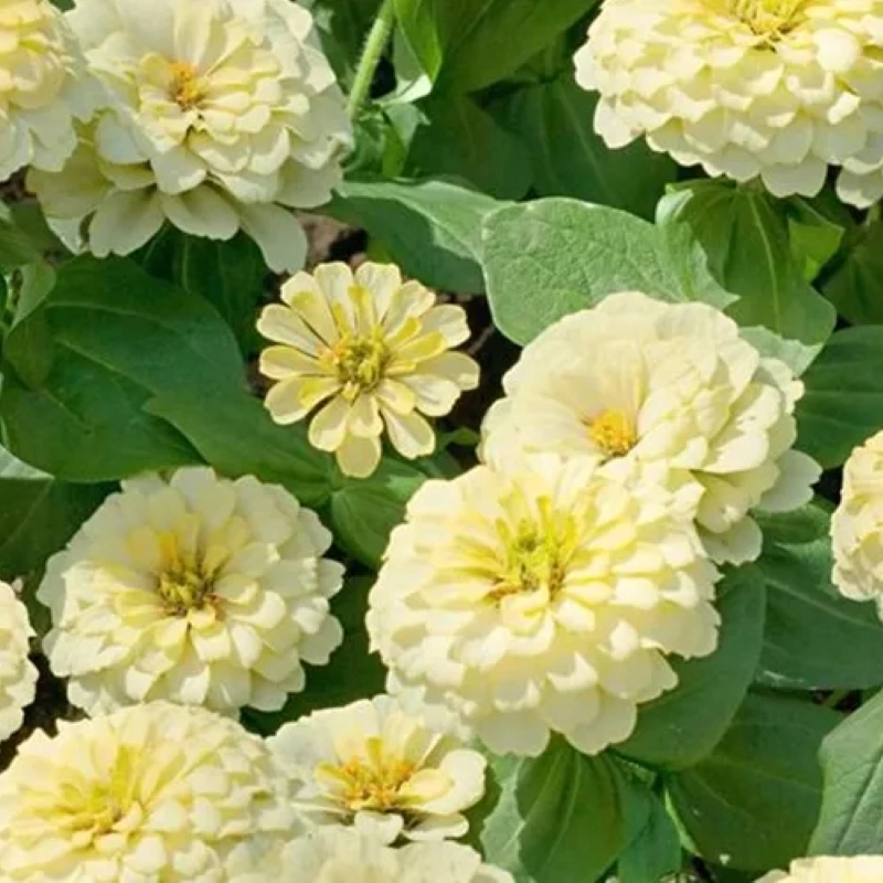 Zinnia%20Bodur%20Seri%20Beyaz%20Renk%20-%20Saksılık%205%20Tohum