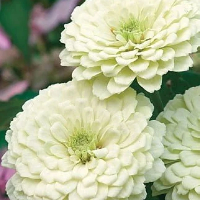 Zinnia%20Bodur%20Seri%20Beyaz%20Renk%20-%20Saksılık%205%20Tohum
