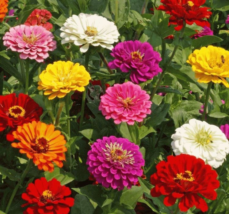 Zinnia%20-%20Cinya%20Çiçeği%20Tohumu