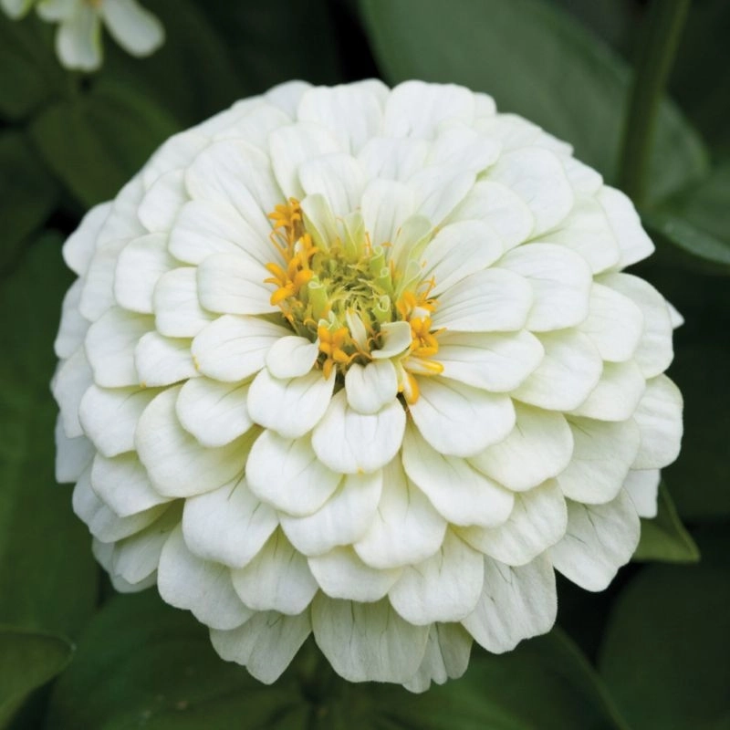 Zinnia%20Elit%20Seri%20Beyaz%20Renk%20-%20Saksılık%205%20Tohum