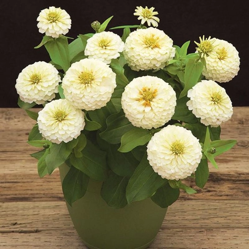 Zinnia%20Elit%20Seri%20Beyaz%20Renk%20-%20Saksılık%205%20Tohum