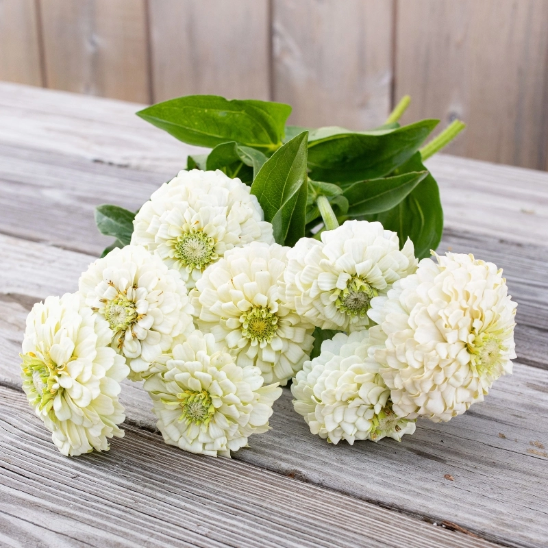 Zinnia%20Elit%20Seri%20Beyaz%20Renk%20-%20Saksılık%205%20Tohum