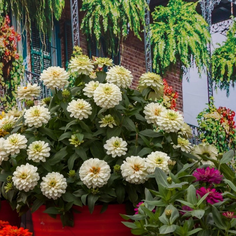 Zinnia%20Elit%20Seri%20Beyaz%20Renk%20-%20Saksılık%205%20Tohum