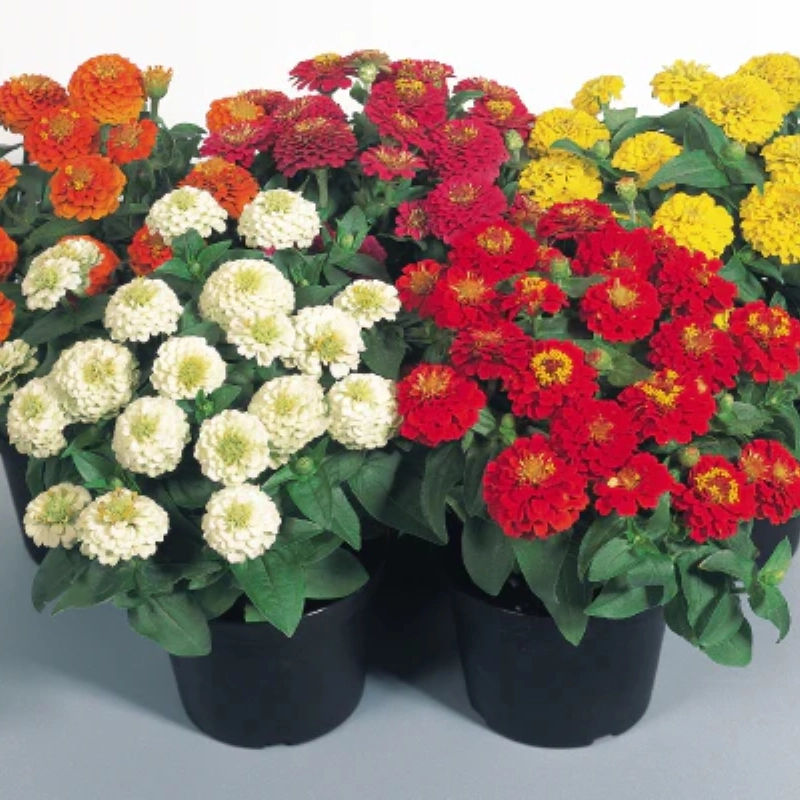 Zinnia%20Elit%20Seri%20Karışık%20Renk%20-%20Saksılık%205%20Tohum