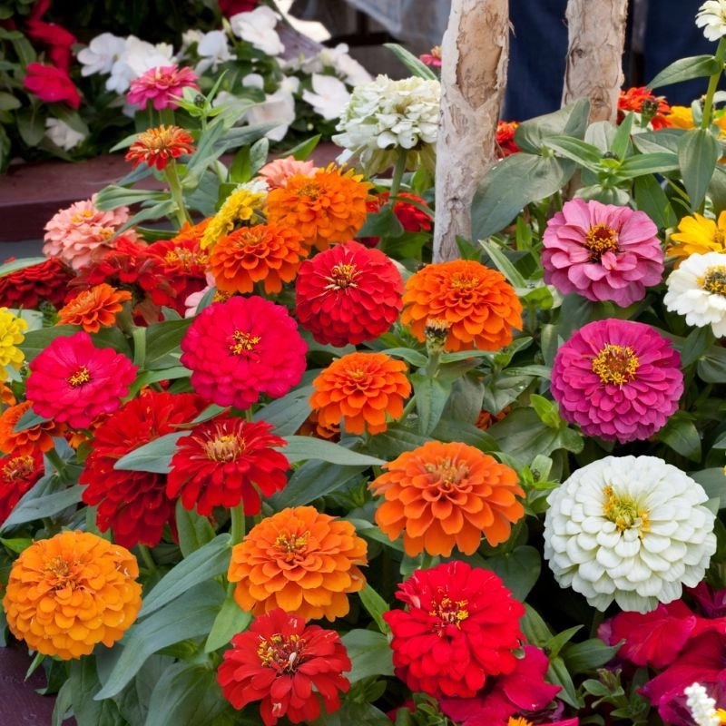 Zinnia%20Elit%20Seri%20Karışık%20Renk%20-%20Saksılık%205%20Tohum