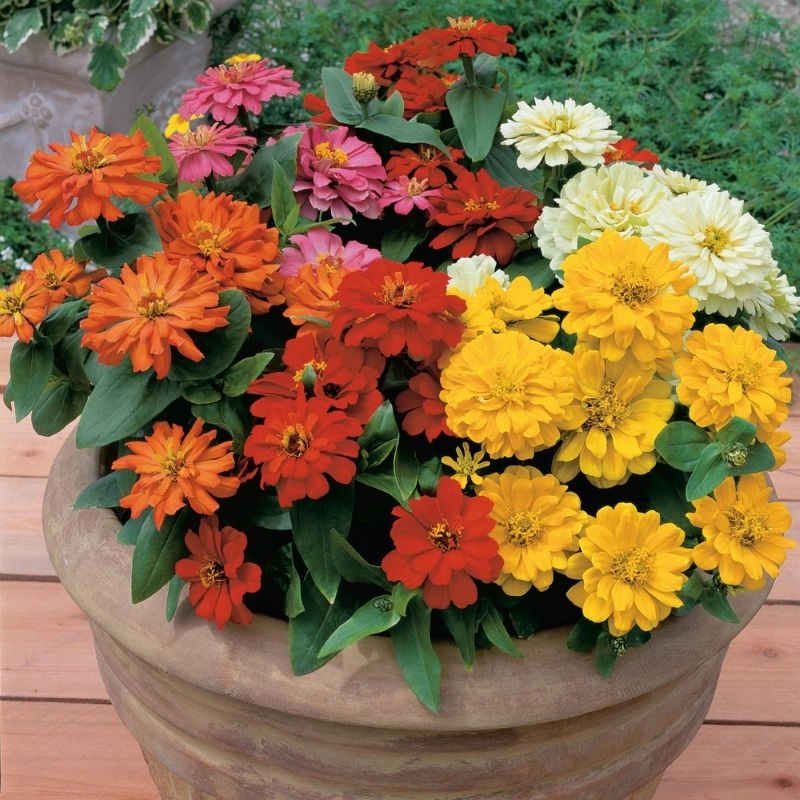 Zinnia%20Elit%20Seri%20Karışık%20Renk%20-%20Saksılık%205%20Tohum