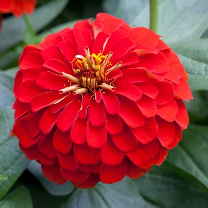 Zinnia%20Elit%20Seri%20Kırmızı%20Renk%20-%20Saksılık%205%20Tohum