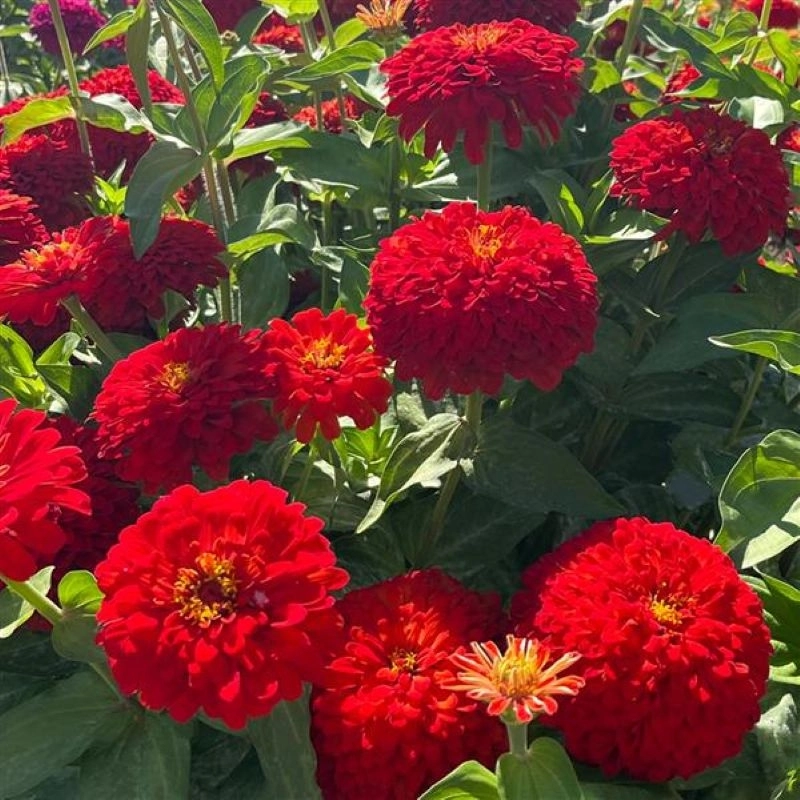 Zinnia%20Elit%20Seri%20Kırmızı%20Renk%20-%20Saksılık%205%20Tohum