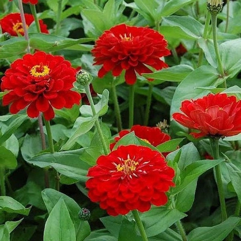 Zinnia%20Elit%20Seri%20Kırmızı%20Renk%20-%20Saksılık%205%20Tohum