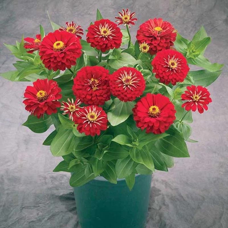 Zinnia%20Elit%20Seri%20Kırmızı%20Renk%20-%20Saksılık%205%20Tohum