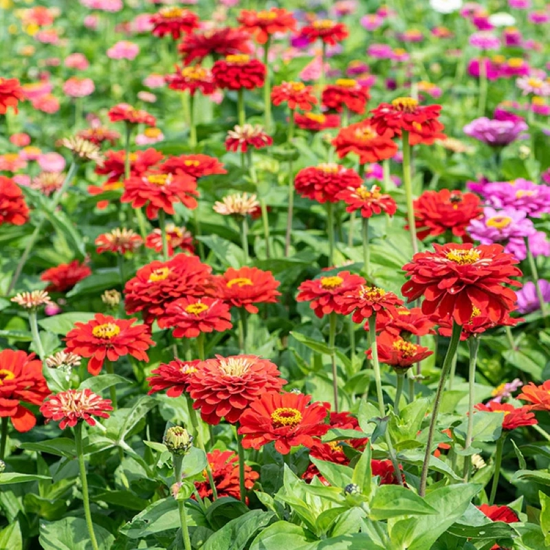 Zinnia%20Elit%20Seri%20Kırmızı%20Renk%20-%20Saksılık%205%20Tohum