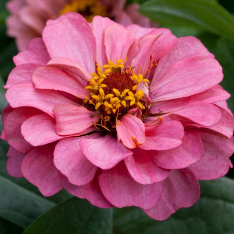 Zinnia%20Elit%20Seri%20Pembe%20Renk%20-%20Saksılık%205%20Tohum