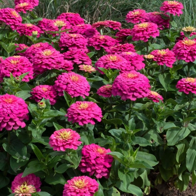 Zinnia%20Elit%20Seri%20Pembe%20Renk%20-%20Saksılık%205%20Tohum