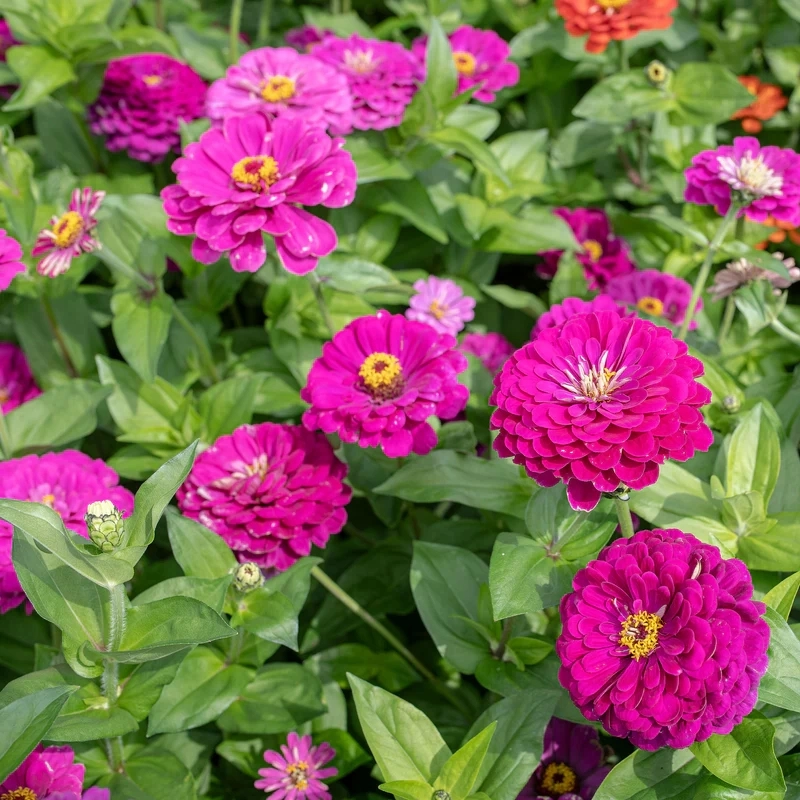 Zinnia%20Elit%20Seri%20Pembe%20Renk%20-%20Saksılık%205%20Tohum