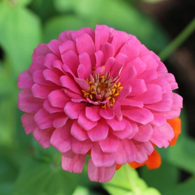 Zinnia%20Elit%20Seri%20Pembe%20Renk%20-%20Saksılık%205%20Tohum