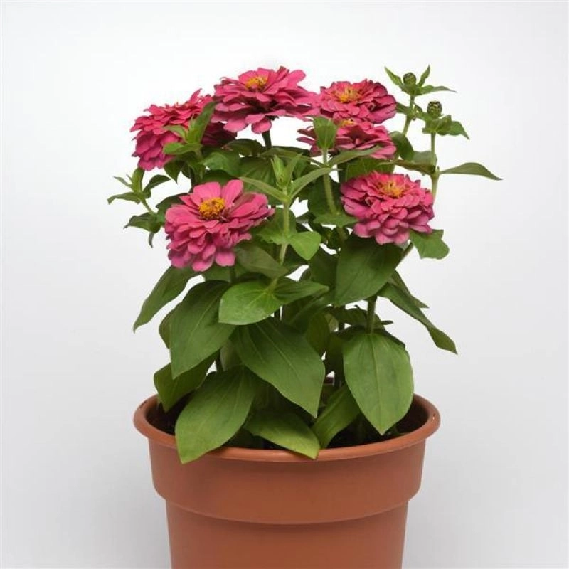 Zinnia%20Elit%20Seri%20Pembe%20Renk%20-%20Saksılık%205%20Tohum