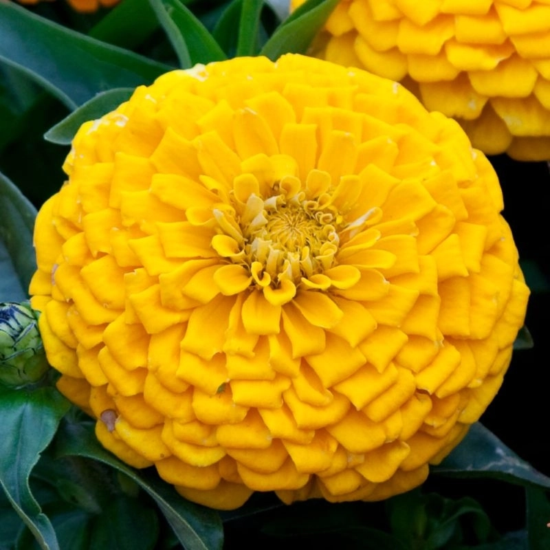 Zinnia%20Elit%20Seri%20Sarı%20Renk%20-%20Saksılık%205%20Tohum