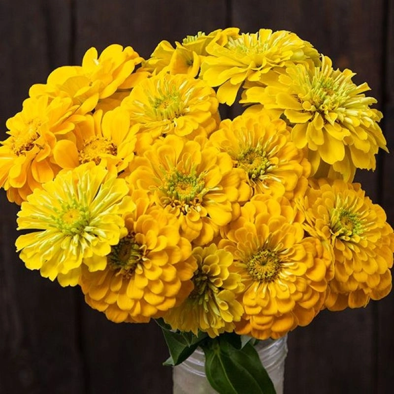 Zinnia%20Elit%20Seri%20Sarı%20Renk%20-%20Saksılık%205%20Tohum