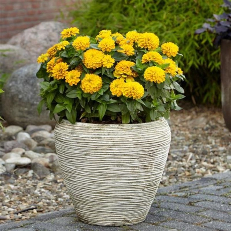 Zinnia%20Elit%20Seri%20Sarı%20Renk%20-%20Saksılık%205%20Tohum
