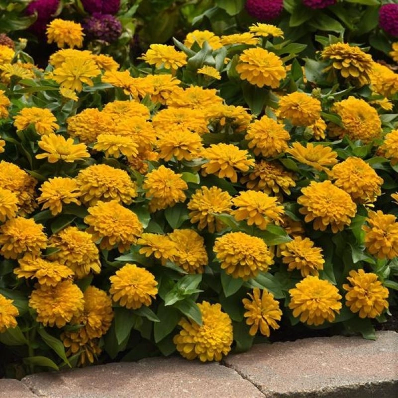 Zinnia%20Elit%20Seri%20Sarı%20Renk%20-%20Saksılık%205%20Tohum