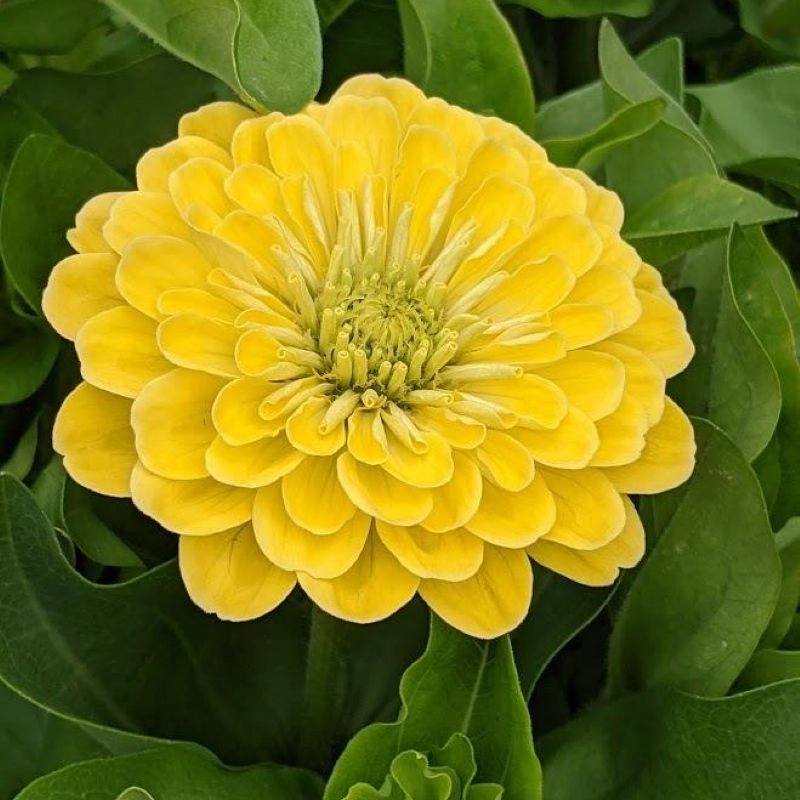 Zinnia%20Elit%20Seri%20Sarı%20Renk%20-%20Saksılık%205%20Tohum