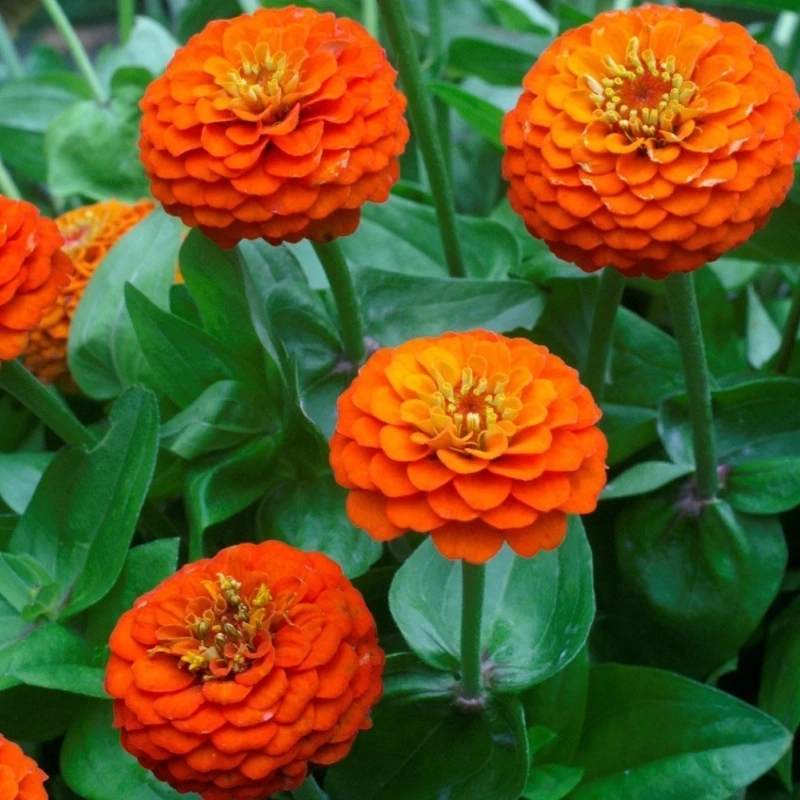 Zinnia%20Elit%20Seri%20Turuncu%20Renk%20-%20Saksılık%205%20Tohum