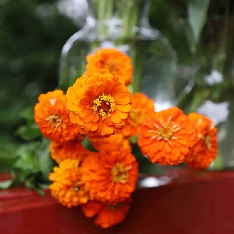 Zinnia%20Elit%20Seri%20Turuncu%20Renk%20-%20Saksılık%205%20Tohum