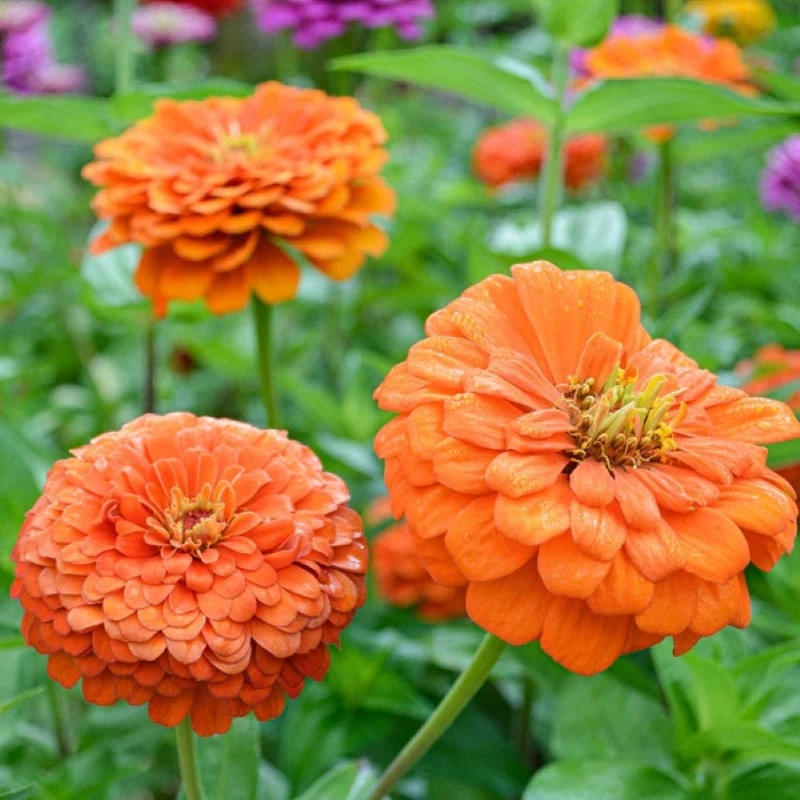 Zinnia%20Elit%20Seri%20Turuncu%20Renk%20-%20Saksılık%205%20Tohum