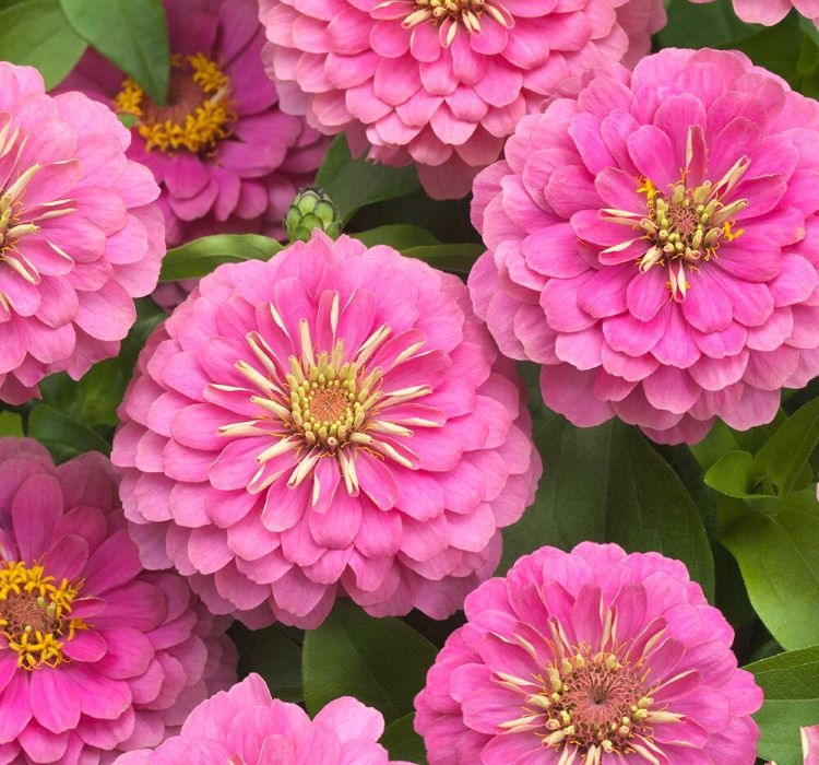 Zinnia%20(%20Kirli%20Hanım%20)%20Büyük%20Geniş%20Çiçekli%20-%20GÜL%20RENGİ%20(%205%20Tohum%20)