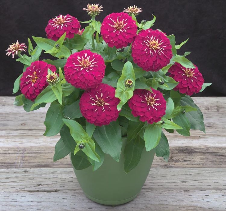 Zinnia%20(%20Kirli%20Hanım%20)%20Büyük%20Geniş%20Çiçekli%20-%20GÜL%20RENGİ%20(%205%20Tohum%20)