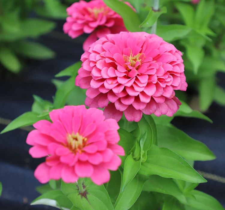 Zinnia%20(%20Kirli%20Hanım%20)%20Büyük%20Geniş%20Çiçekli%20-%20GÜL%20RENGİ%20(%205%20Tohum%20)