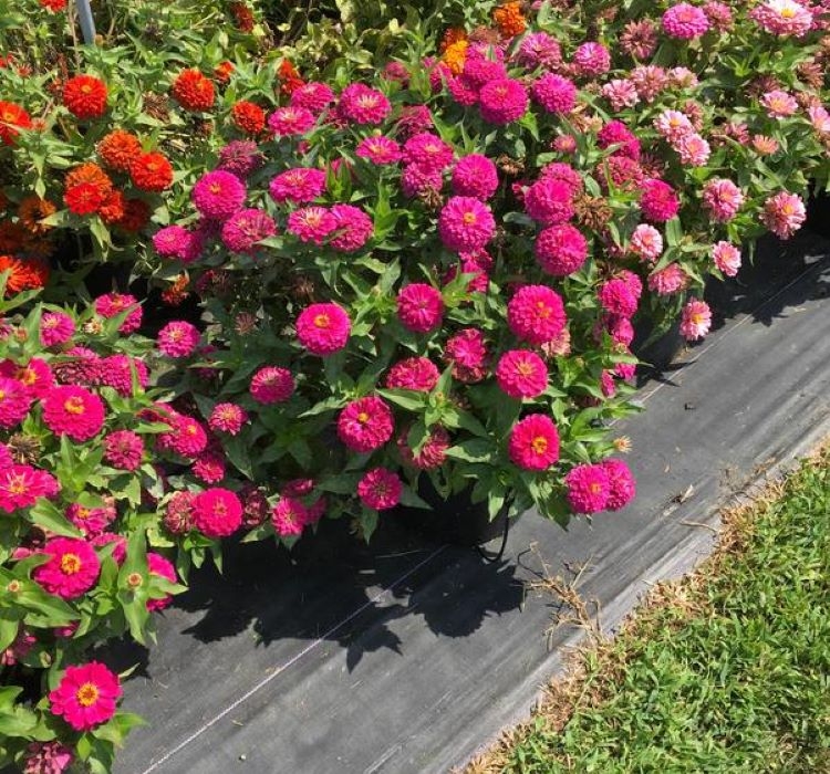 Zinnia%20(%20Kirli%20Hanım%20)%20Büyük%20Geniş%20Çiçekli%20-%20GÜL%20RENGİ%20(%205%20Tohum%20)