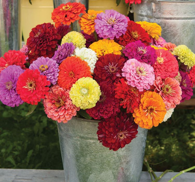 Zinnia%20-%20Kirli%20Hanım%20Tohumu%20(%20Dev%20çiçekli,%20Uzun%20Boylu%20)%20-%20Karışık%20Renkli%20-%205%20Tohum