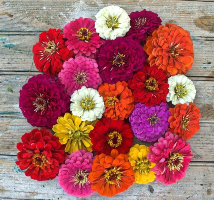 Zinnia%20-%20Kirli%20Hanım%20Tohumu%20(%20Dev%20çiçekli,%20Uzun%20Boylu%20)%20-%20Karışık%20Renkli%20-%205%20Tohum