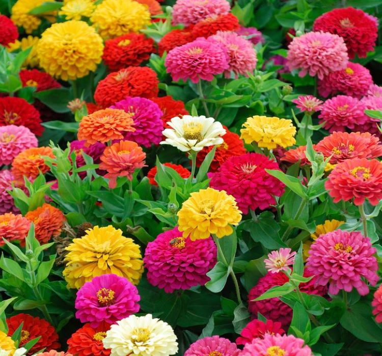 Zinnia%20-%20Kirli%20Hanım%20Tohumu%20(%20Dev%20çiçekli,%20Uzun%20Boylu%20)%20-%20Karışık%20Renkli%20-%205%20Tohum