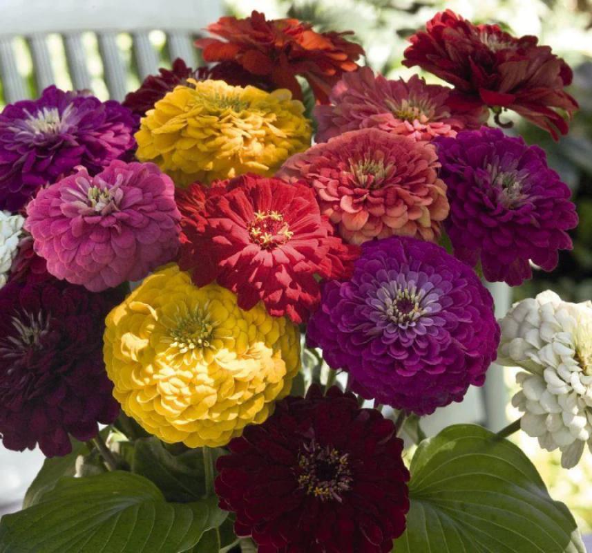 Zinnia%20-%20Kirli%20Hanım%20Tohumu%20(%20Dev%20çiçekli,%20Uzun%20Boylu%20)%20-%20Karışık%20Renkli%20-%205%20Tohum