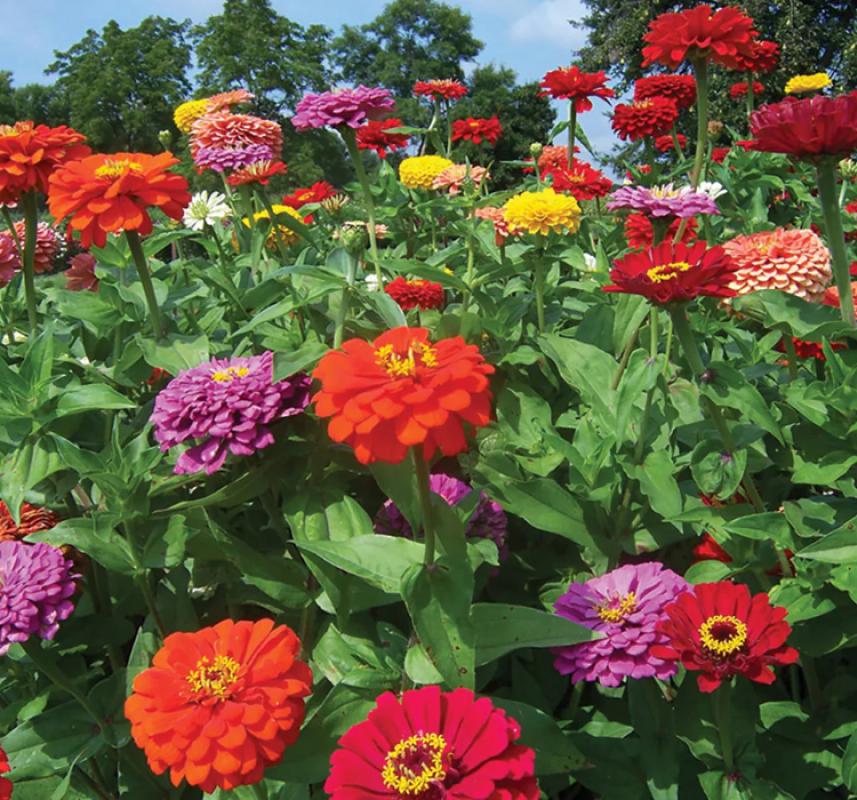 Zinnia%20-%20Kirli%20Hanım%20Tohumu%20(%20Dev%20çiçekli,%20Uzun%20Boylu%20)%20-%20Karışık%20Renkli%20-%205%20Tohum